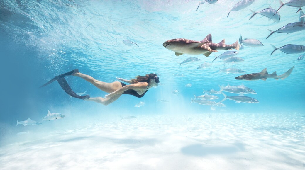 Exuma which includes snorkeling, tropical scenes and general coastal views