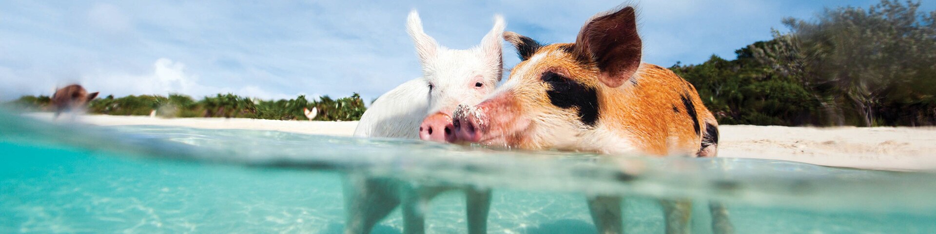 Un cerdo nada en aguas turquesas cristalinas con una playa arenosa y palmeras al fondo.