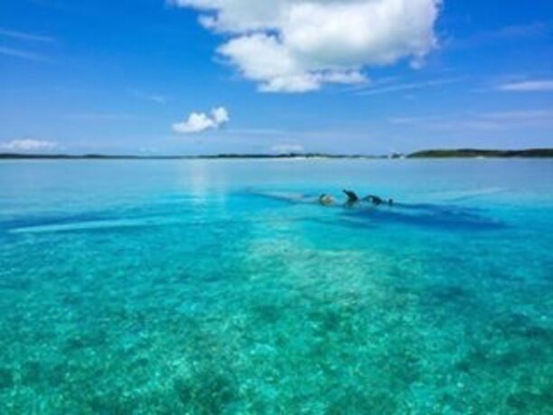 The beautiful #Exuma islands in The #Bahamas. #planewreck diving #EndlessSummer 