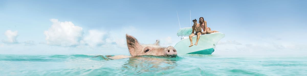 Ein Schwein schwimmt in klarem türkisblauem Wasser, im Hintergrund ein Boot und Personen.