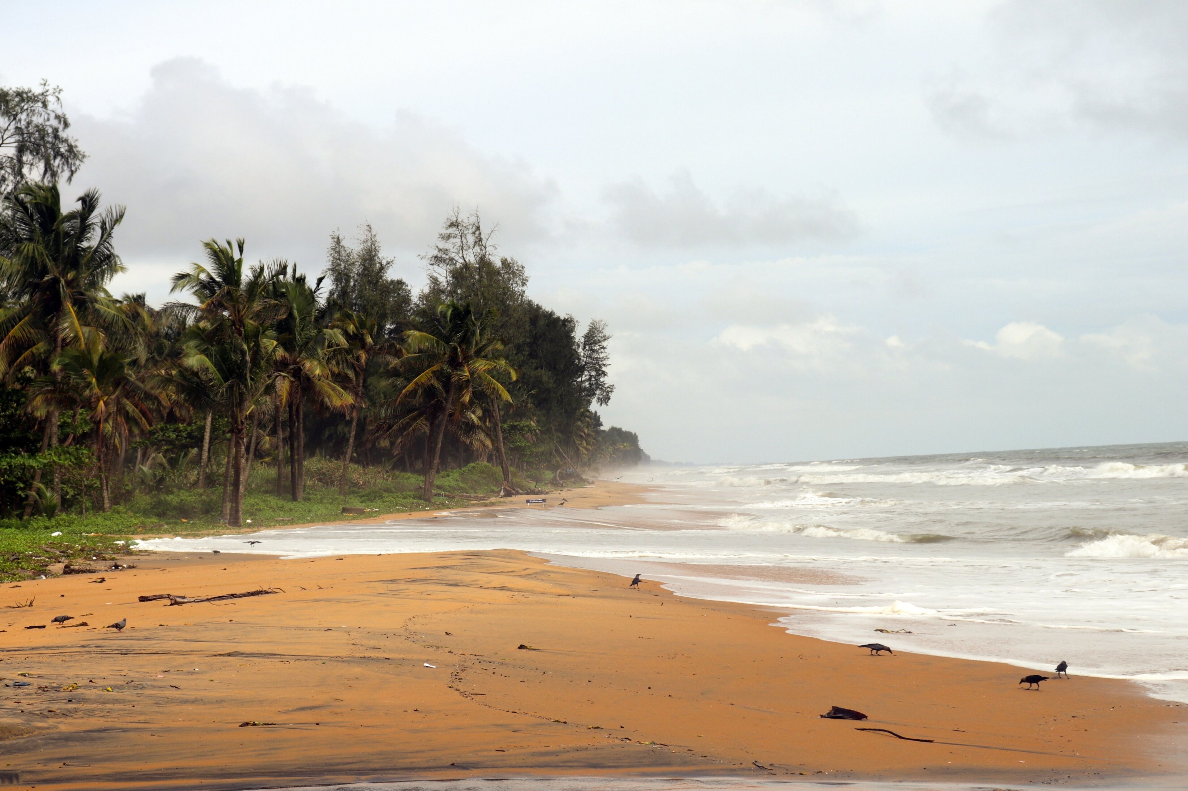 Tropical beach with palm trees and waves. Thrissur  Bech , Kerala , Tamil  Nadu 