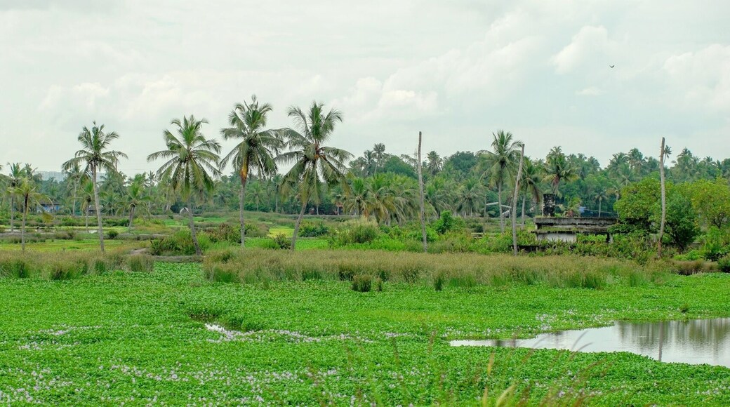 Magnificent greenery everywhere