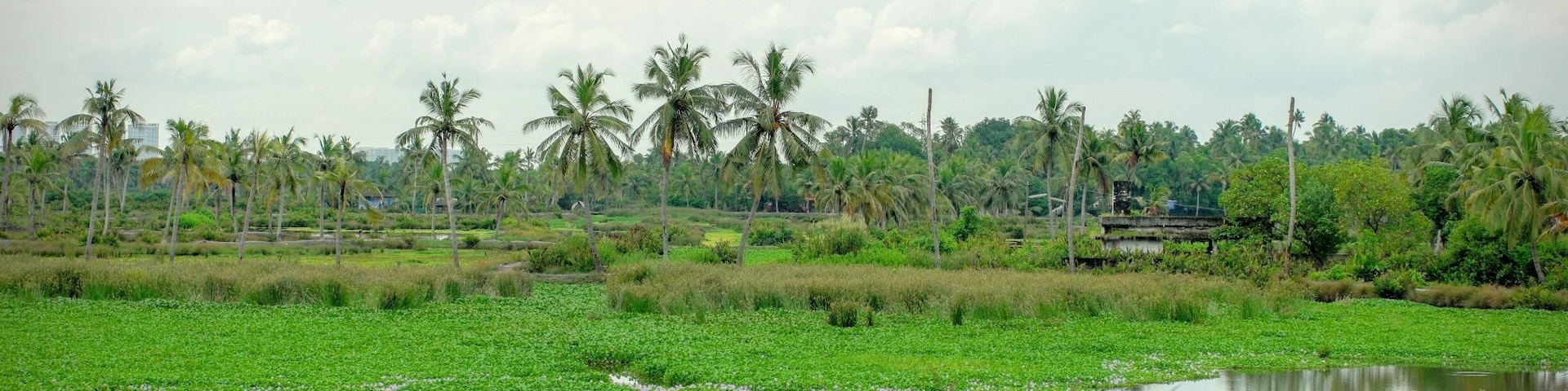 Magnificent greenery everywhere