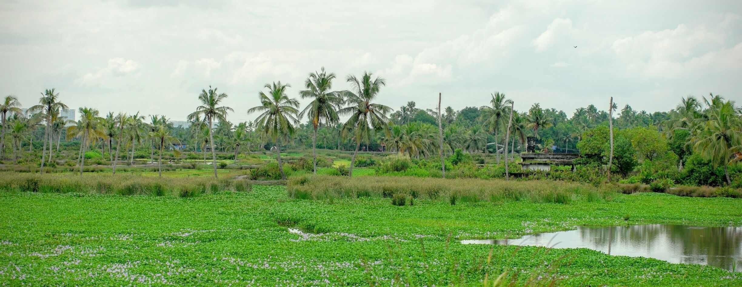 A lush green landscape with a pond, palm trees, and a distant building.