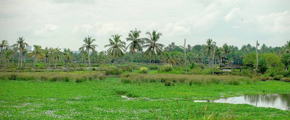 A lush green landscape with a pond, palm trees, and a distant building.