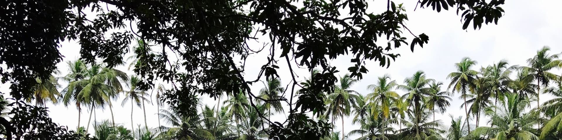 A beautiful pond at Varikkasheri Mana, Kerala, India