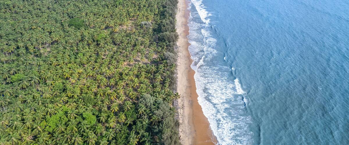 An aerial view of a beach with dense palm trees and ocean waves.