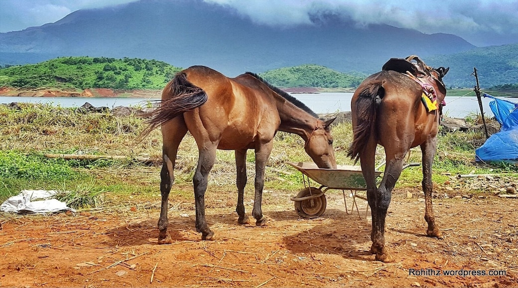 #banasura #horse #hdr