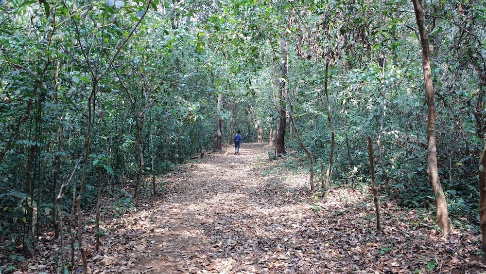 A forest path with dense foliage and trees.