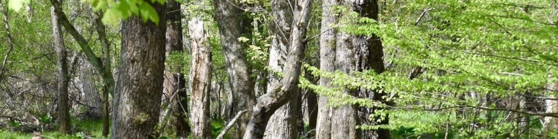 Start of the Manasquan Flood Plain Trail.