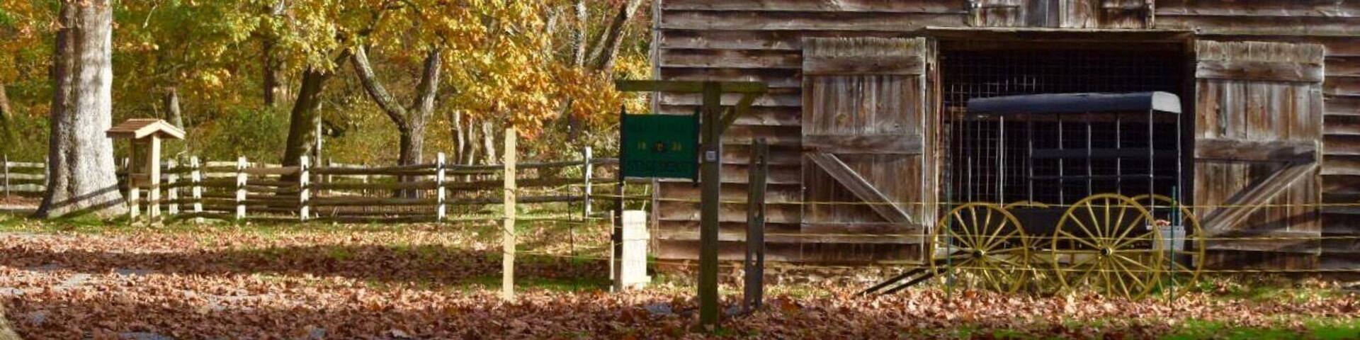 Finally getting some Fall color. Leaves will probably drop before peak.