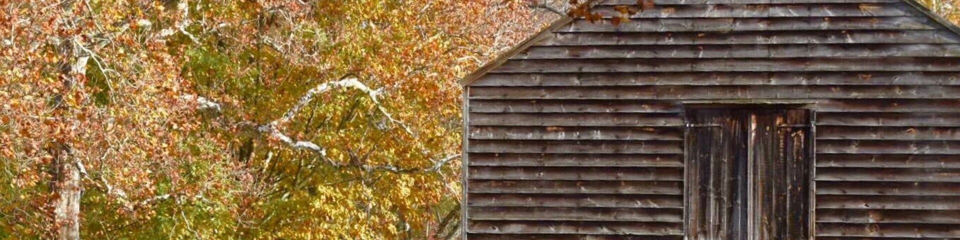 Finally getting some Fall color. Leaves will probably drop before peak.