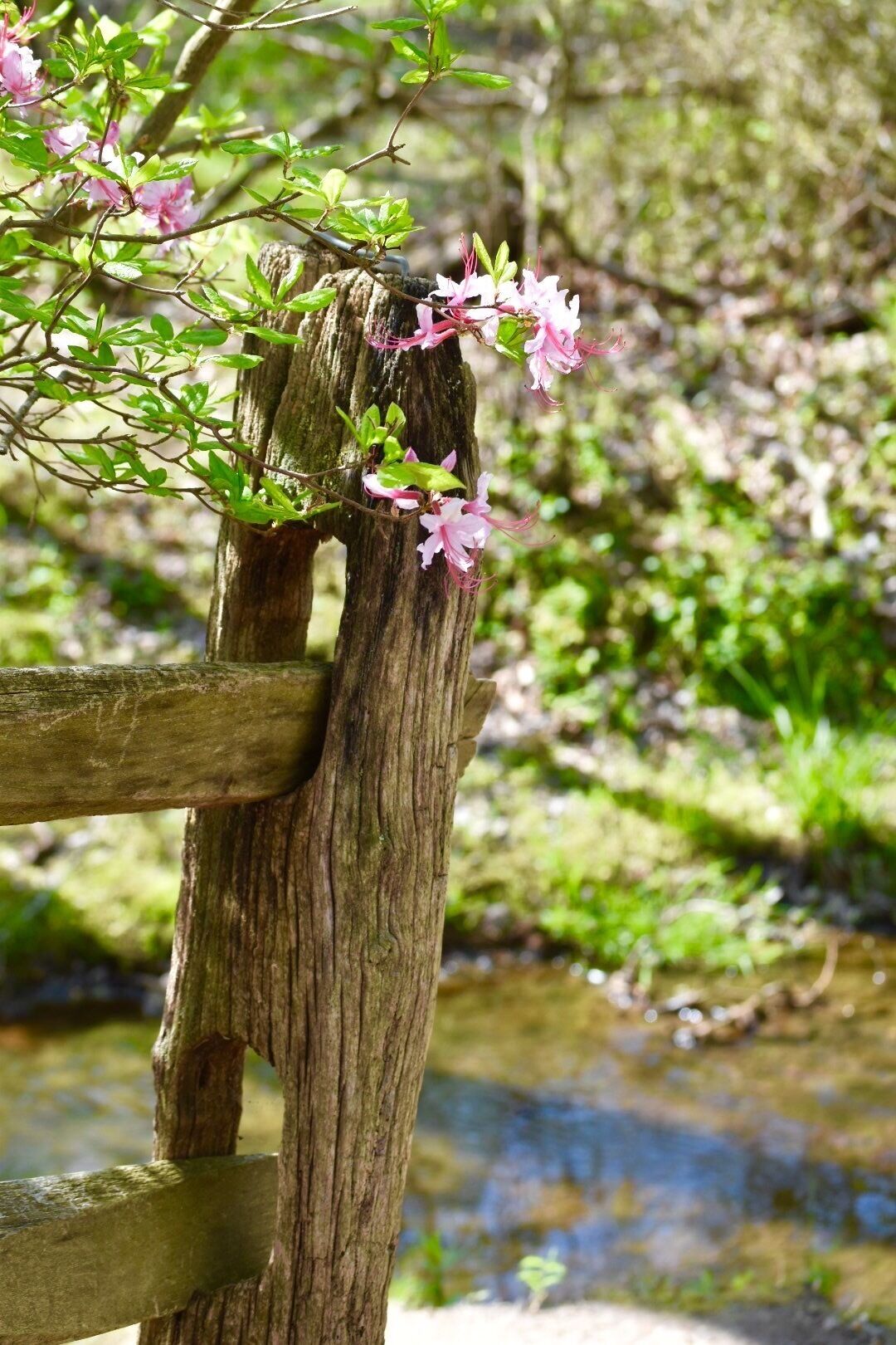 Follow the Manasquan River Flood Plain Trail for a peaceful hike only interrupted by deer, geese, frogs & squirrels. 