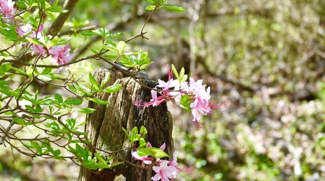 Follow the Manasquan River Flood Plain Trail for a peaceful hike only interrupted by deer, geese, frogs & squirrels.