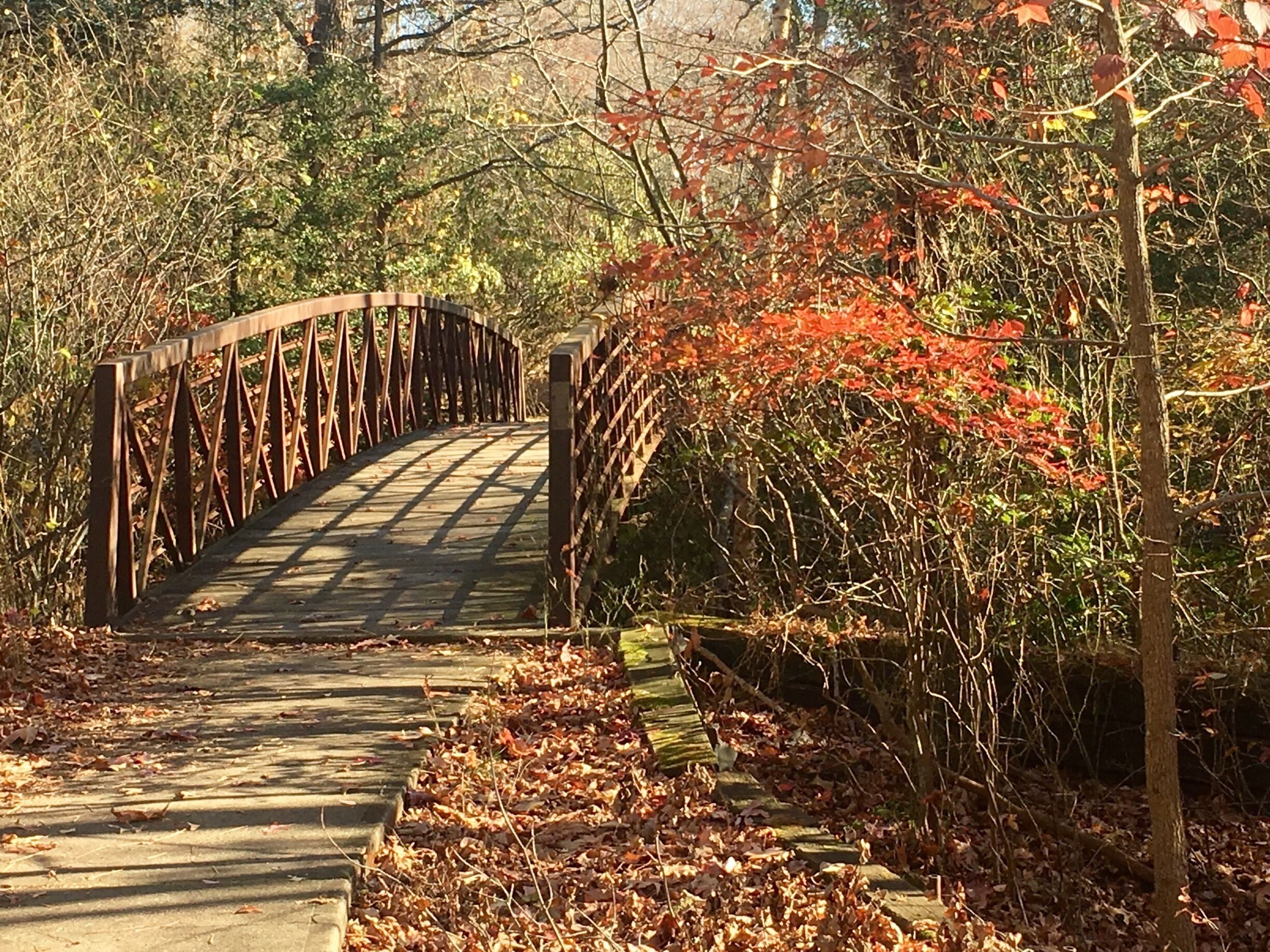 Last gasp of  Fall color along the Red Trail. Unusual 65 degree day  in November for NJ  so this is the perfect place for family walks, train rides & dog walks. 
