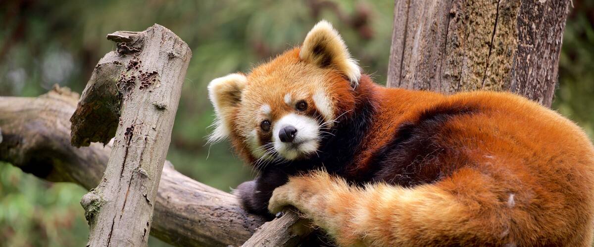 Prospect Park Zoo featuring cuddly or friendly animals