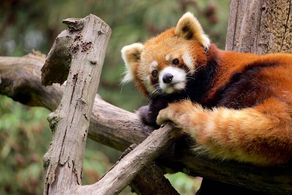 Prospect Park Zoo das einen niedliche oder freundliche Tiere