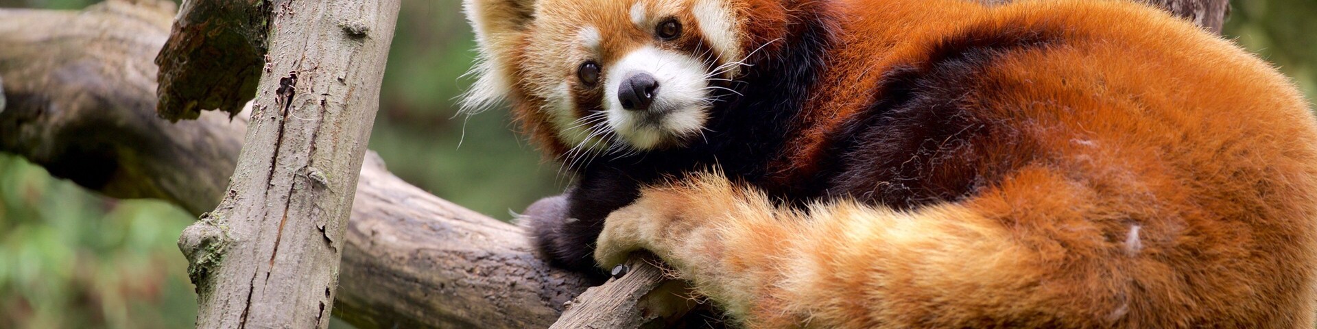 Prospect Park Zoo das einen niedliche oder freundliche Tiere