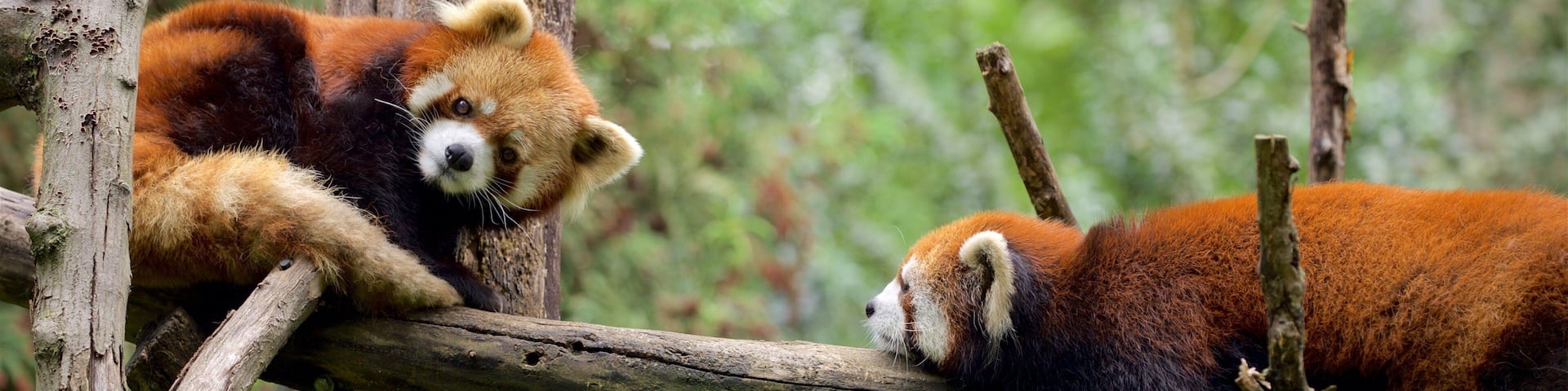 Prospect Park Zoo showing zoo animals and cuddly or friendly animals