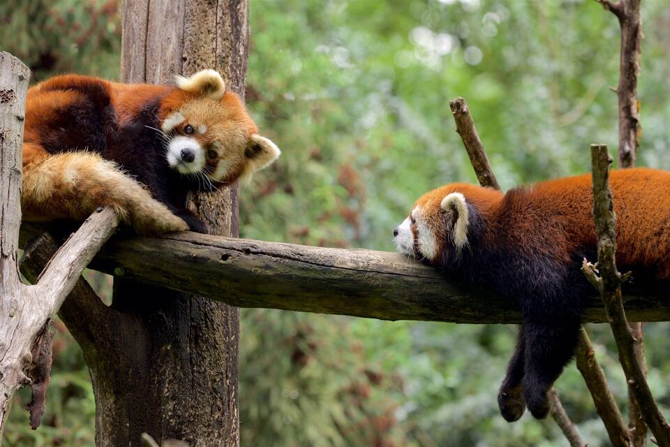 Two red pandas resting on a wooden branch in a forested area.