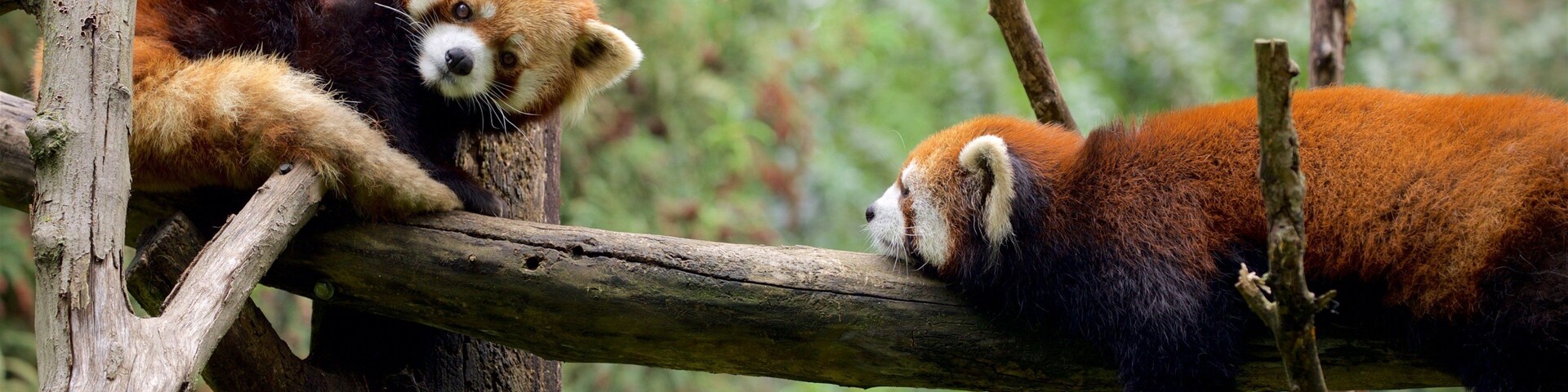 Prospect Park Zoo caracterizando animais de zoológico e animais fofos ou amigáveis