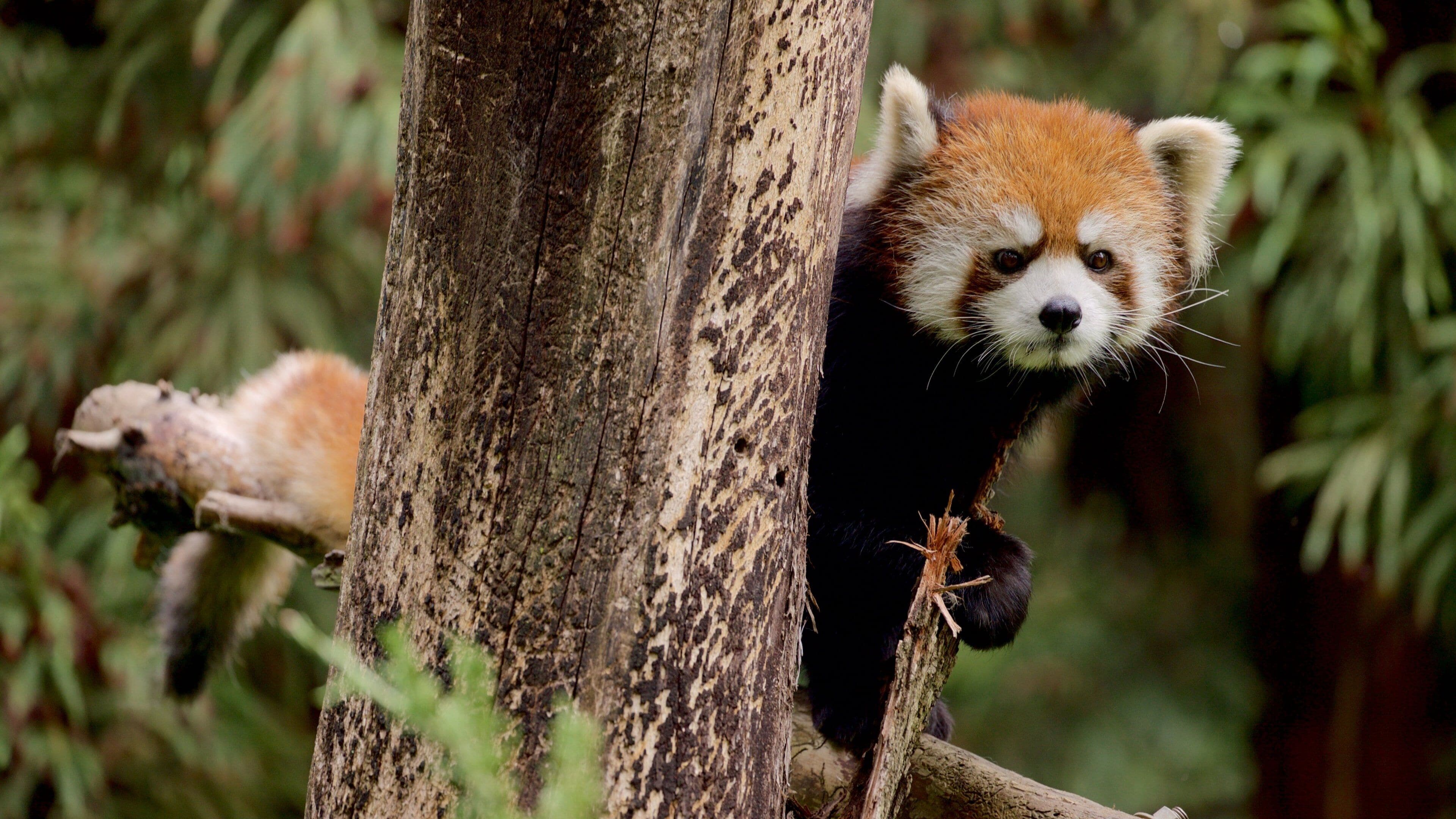 A red panda clinging to a tree trunk in a forested area.