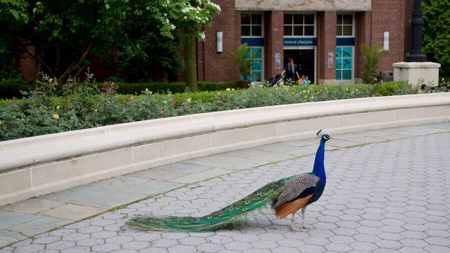 Prospect Park Zoo featuring a garden and bird life