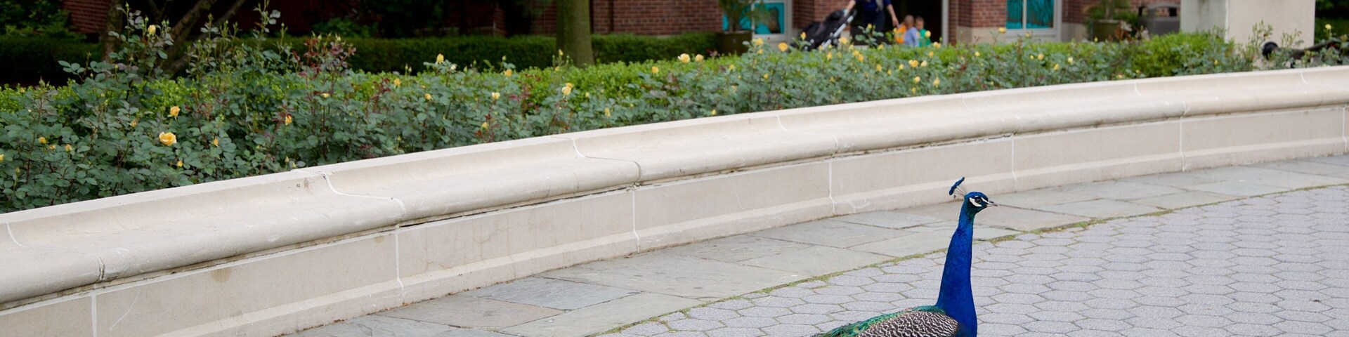 Prospect Park Zoo which includes a garden and bird life