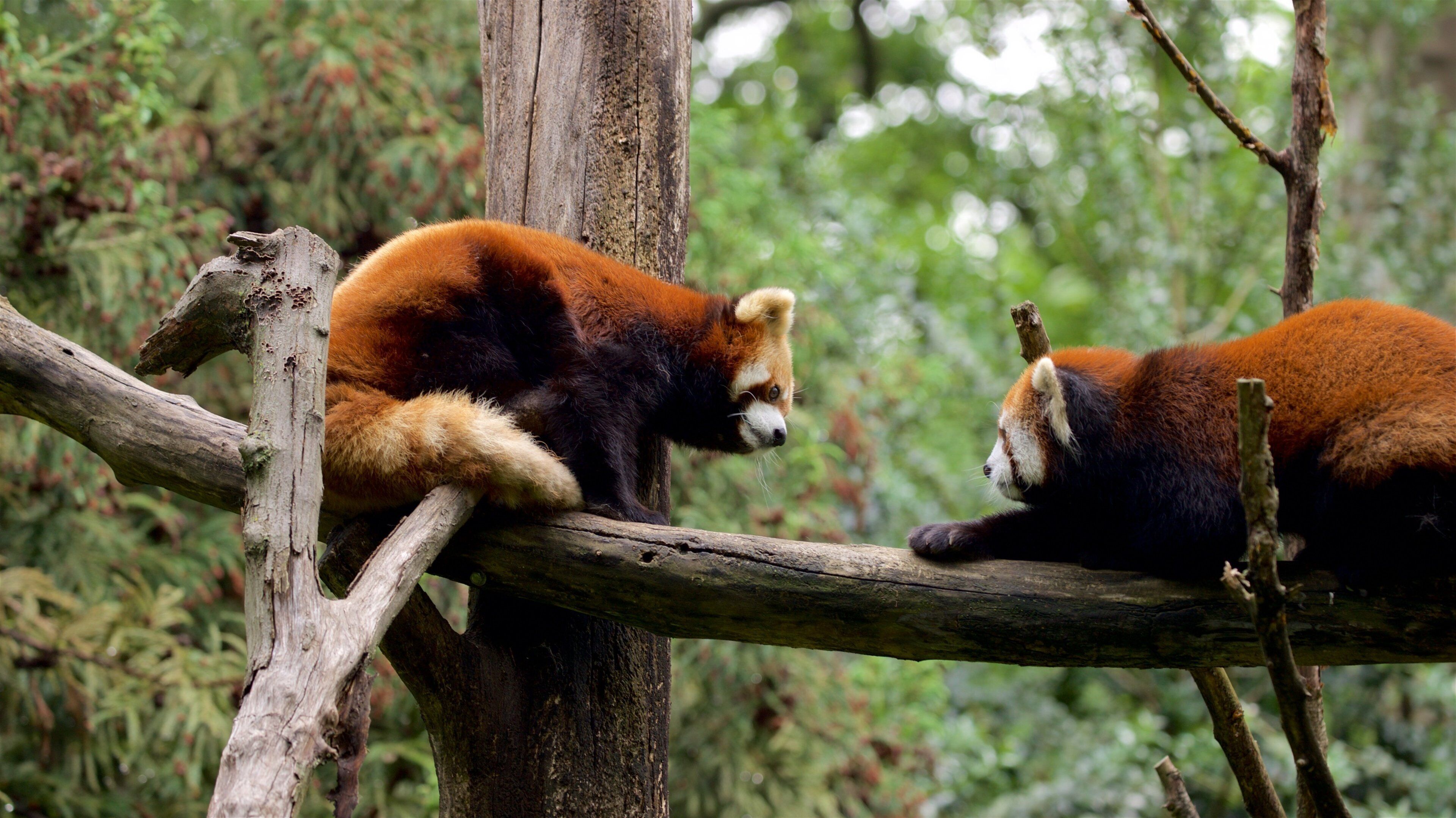 Two red pandas resting on a tree branch in a forested area.
