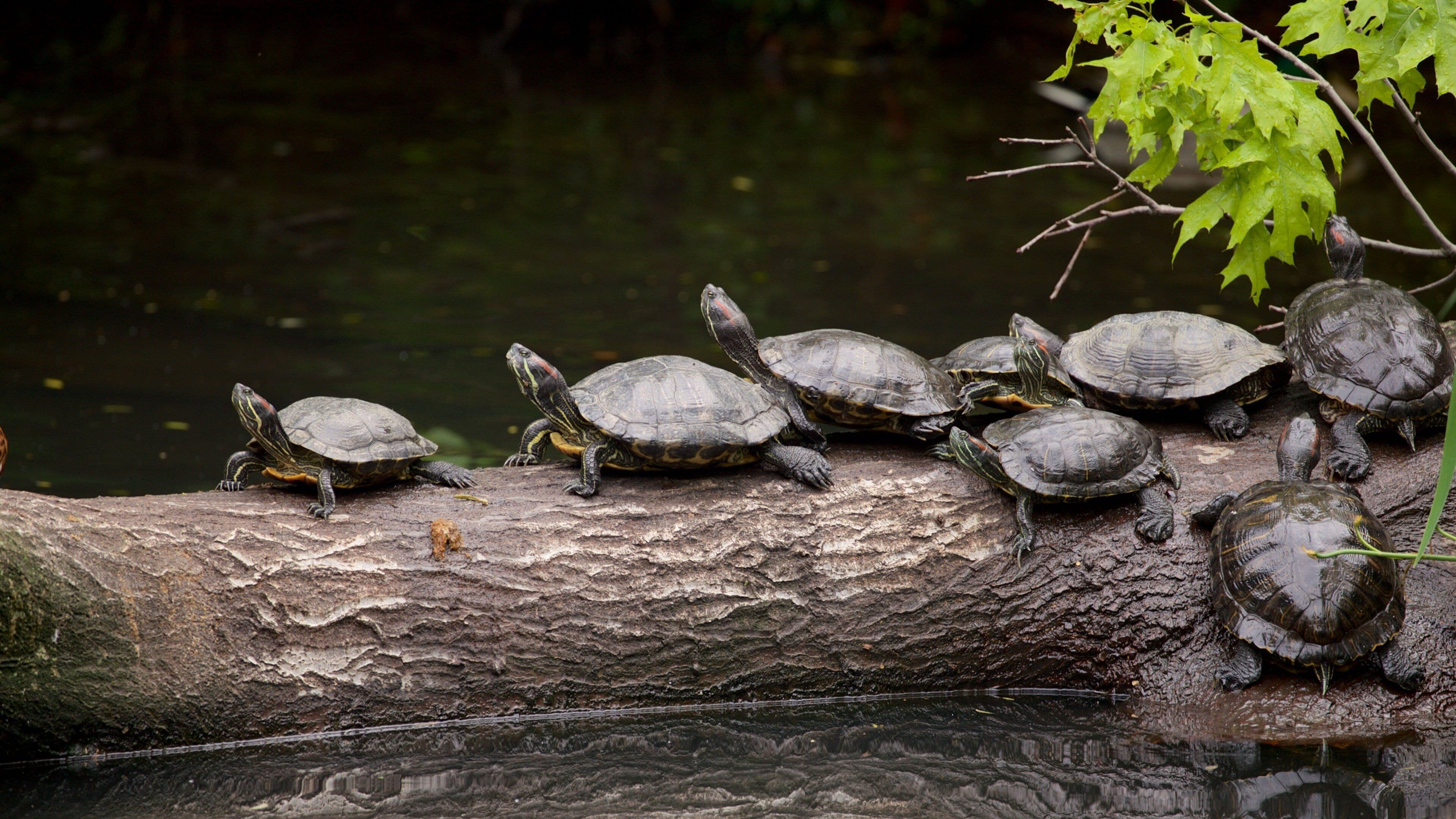 Prospect Park Zoo som viser sjøliv, dyrehagedyr og dam