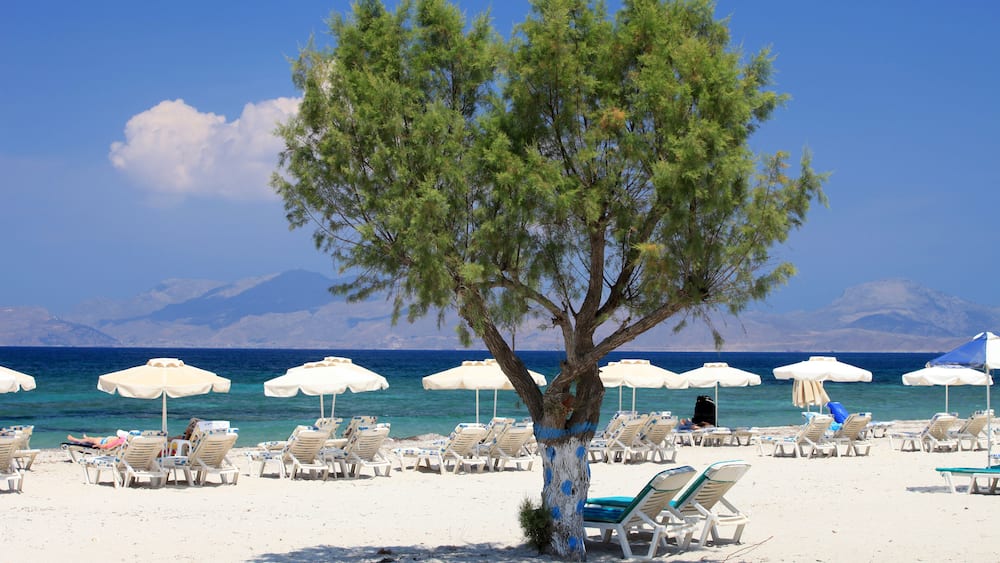 Une plage avec des parasols blancs et des chaises longues, un grand arbre, et la mer en arrière-plan.