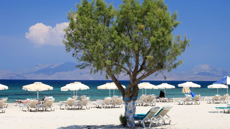 A beach with white umbrellas and sun loungers, a large tree, and the sea in the background.