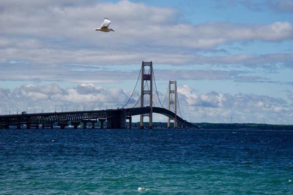 A large suspension bridge over a body of water with a seagull flying above.