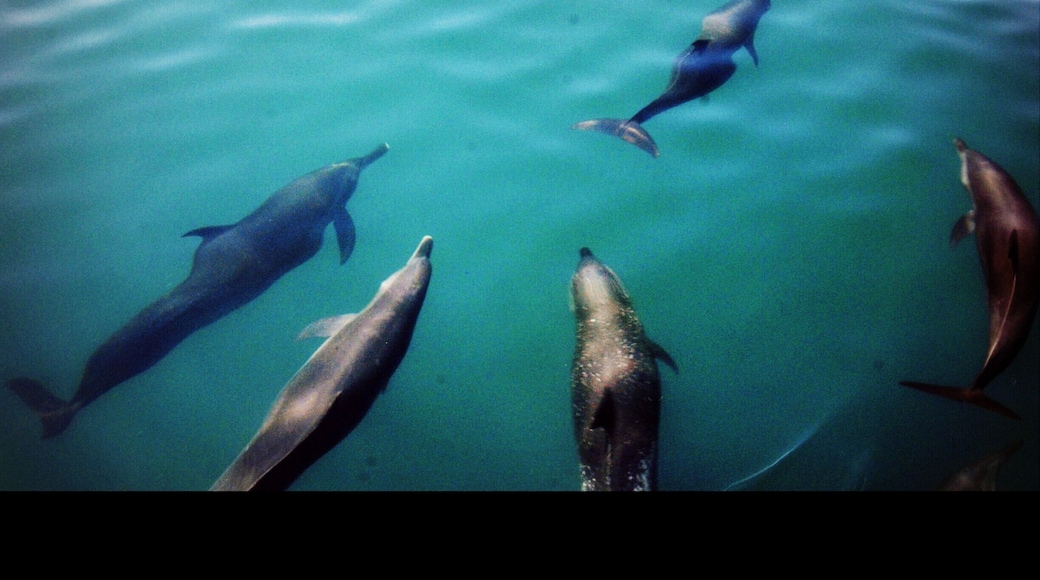 Dolphin Action #lifeatexpedia