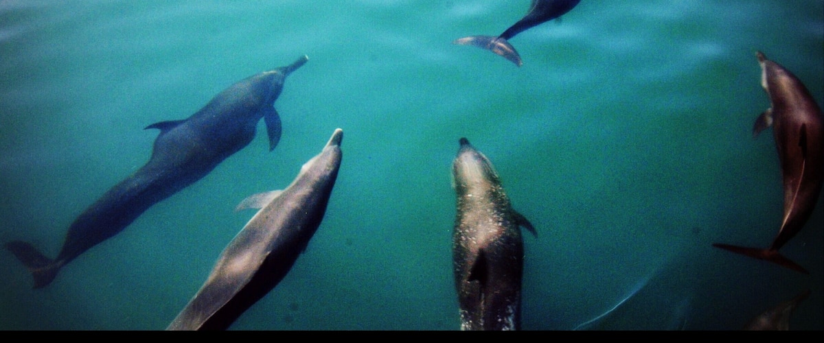 Dolphin Action #lifeatexpedia