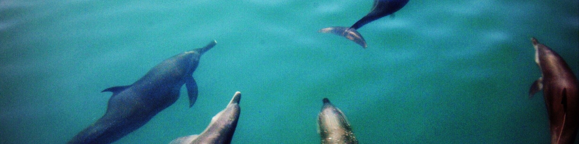 Dolphin Action #lifeatexpedia