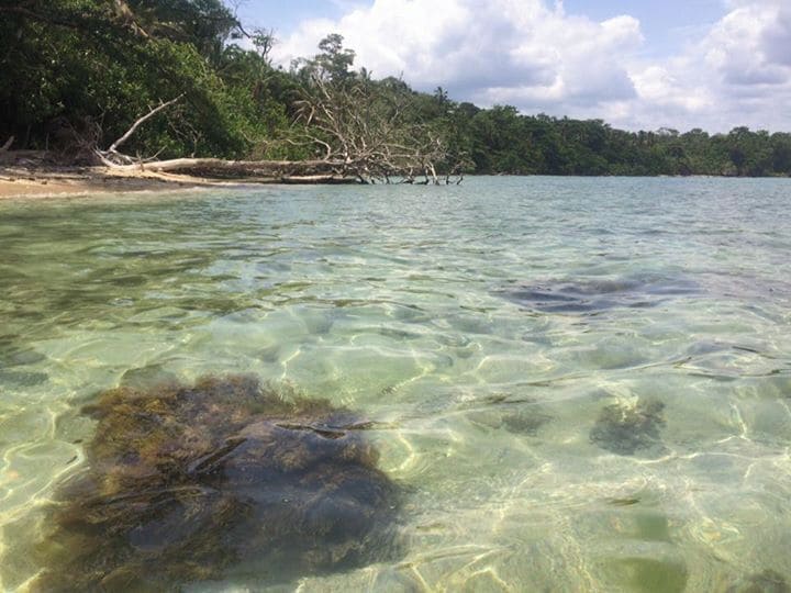 Cahuita, Costa Rica, one of the best snorkeling spots I've been to! #Cahuita #Beachtips #Costarica #snorkeling 