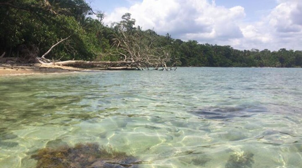 Cahuita, Costa Rica, one of the best snorkeling spots I've been to! #Cahuita #Beachtips #Costarica #snorkeling