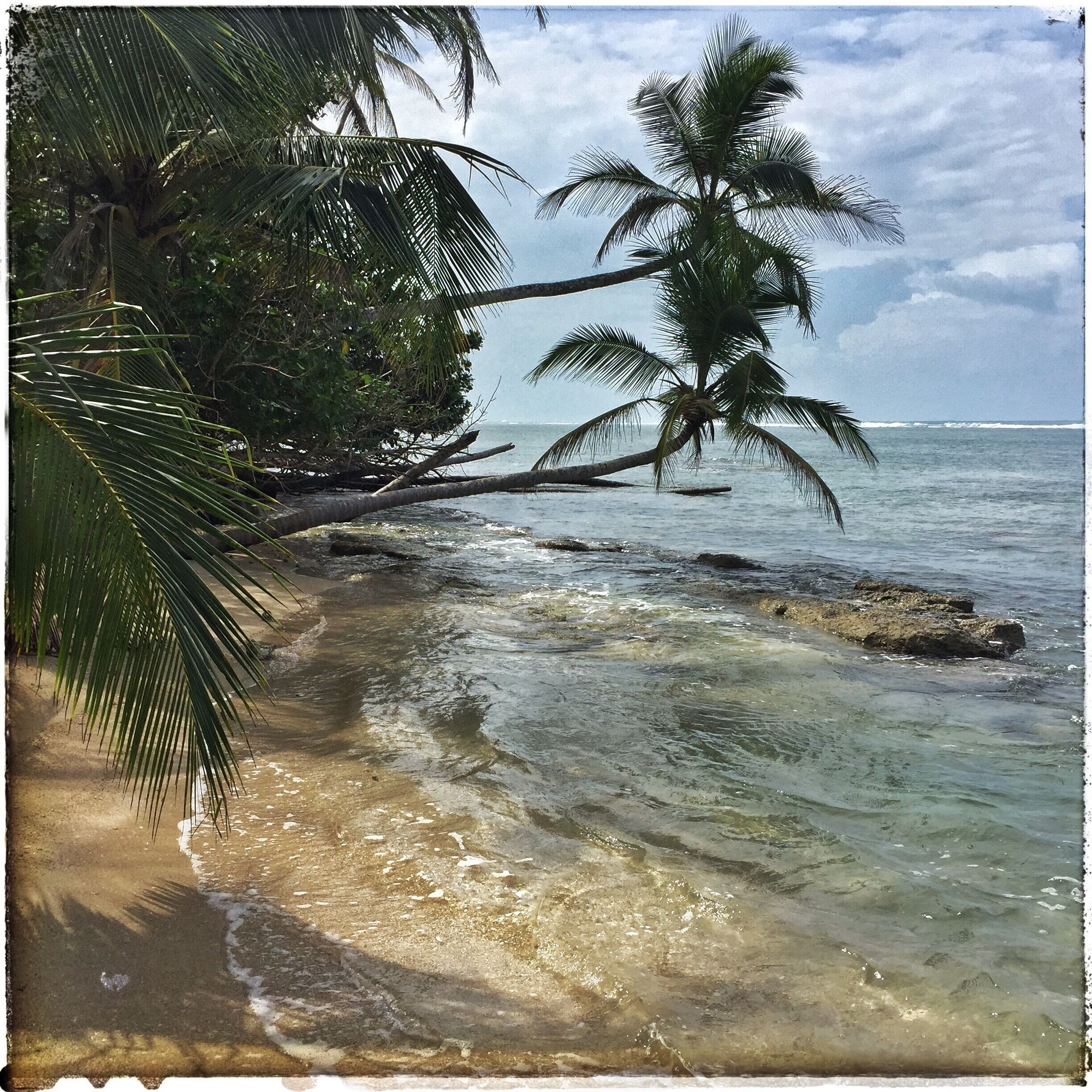 A beach with clear water, palm trees, and a rocky shoreline.