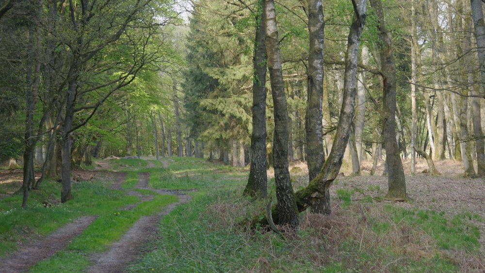 A forest path surrounded by tall trees and green foliage.