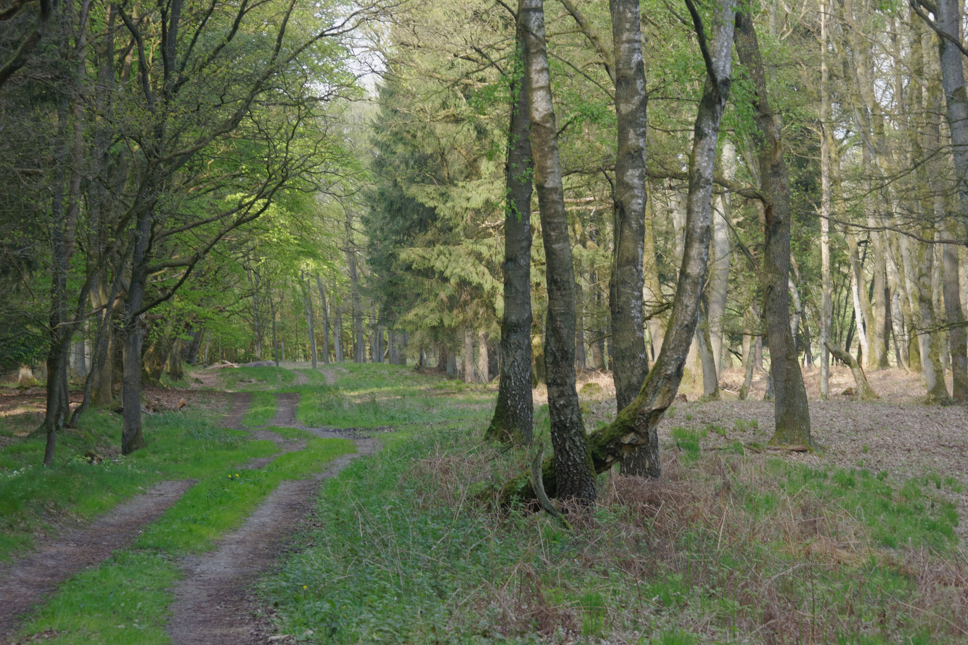 A forest path surrounded by tall trees and green foliage.