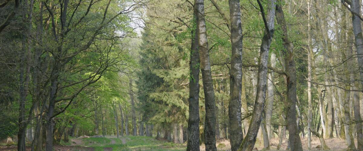 A forest path surrounded by tall trees and green foliage.