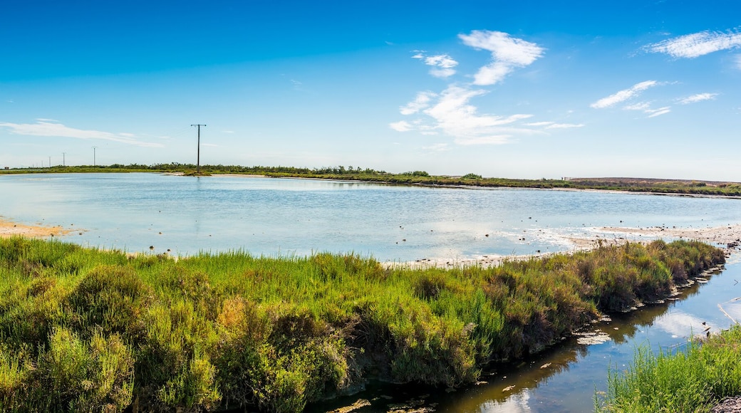Étang de Vic, Languedoc