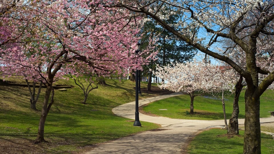 Pink and white cherry blossoms shelter a walkway at Wade Lagoon in the University Circle district of Cleveland Ohio on a sunny spring morning.