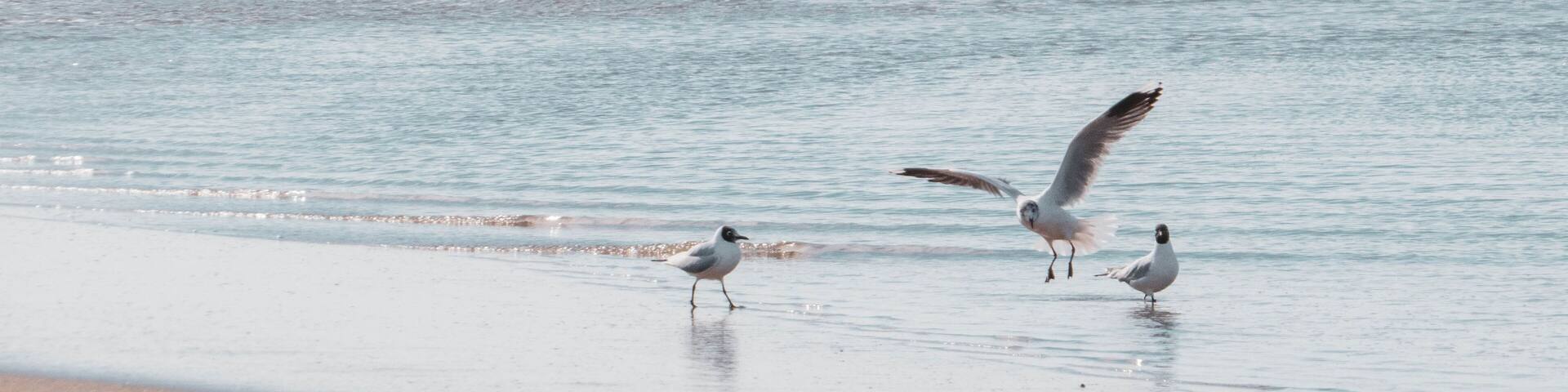 Seagulls and sea / Las gaviotas y el mar