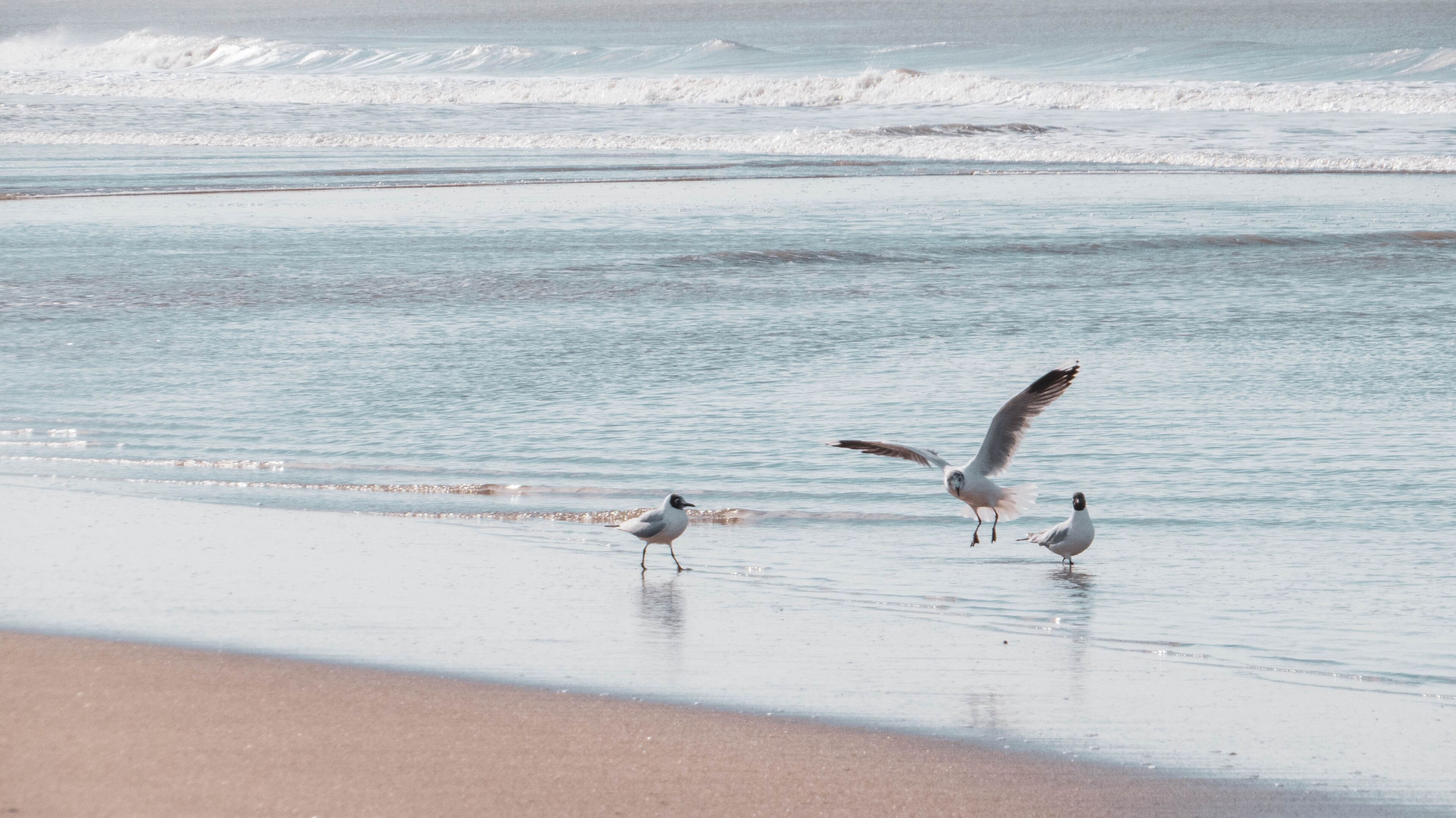 A beach with waves and seagulls.