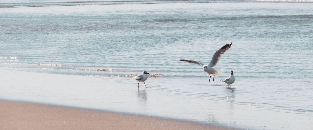 A beach with waves and seagulls.