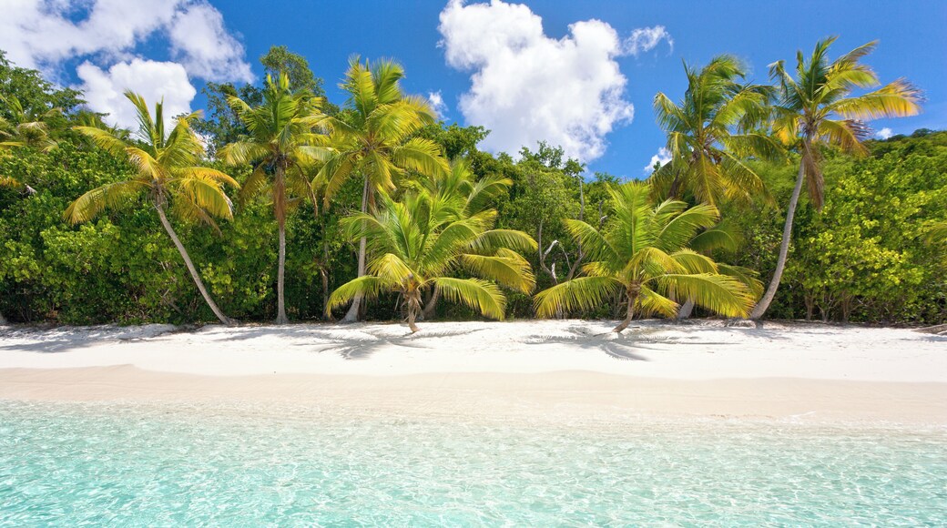 Tropical palm tree on Soloman Bay beach, island of St. John, Virgin Islands, Caribbean.