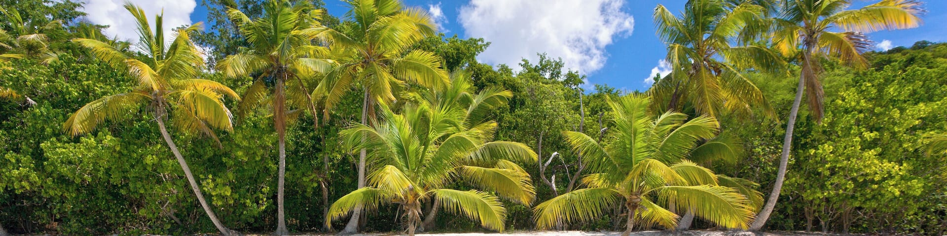 Tropical palm tree on Soloman Bay beach, island of St. John, Virgin Islands, Caribbean.