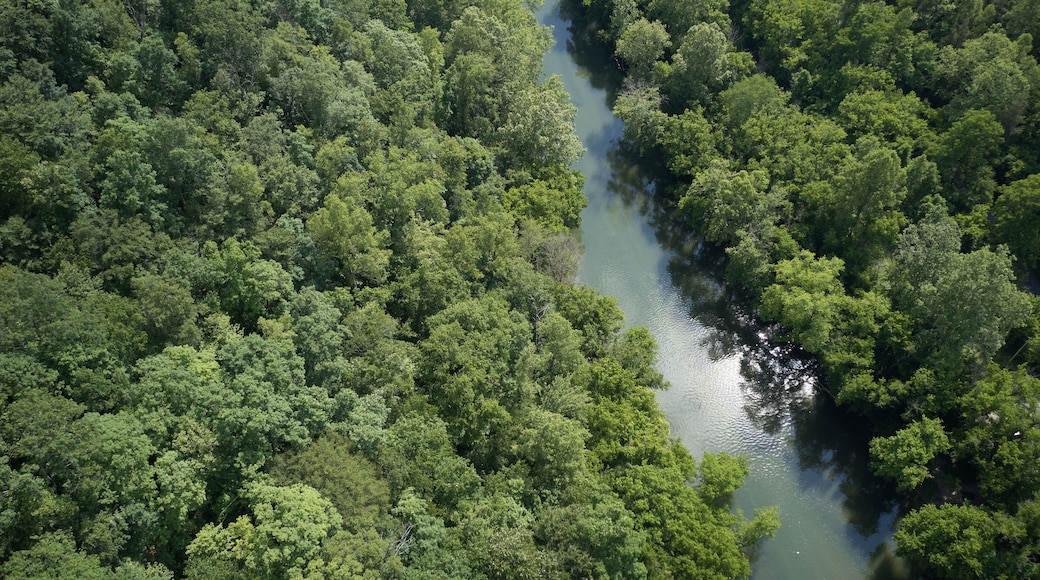 A dense forest with a river winding through it.